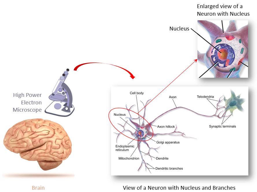 Zoom view of Neuron