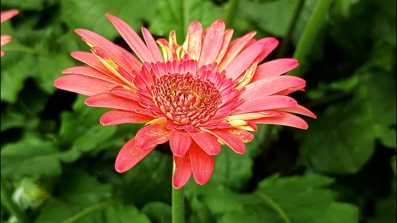 Lalbagh