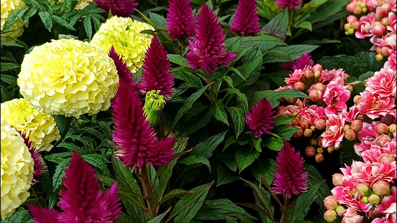 Lalbagh