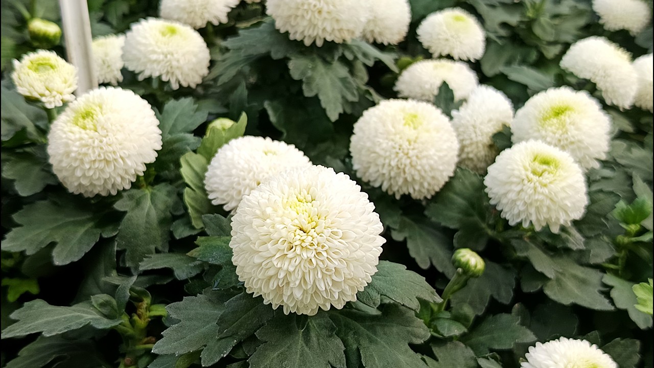 Lalbagh